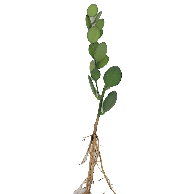 GiftsAndWishies Dollar Vine - Thumbnail 2