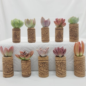 Assorted Succulent Corks with Magnet: Arrangements of 20 - 100