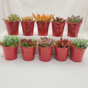 Best Succulents Ideas Arrangement, Best Buy Wholesale, Assorted Tray for  Your Mini Succulent Garden DIY Project. 