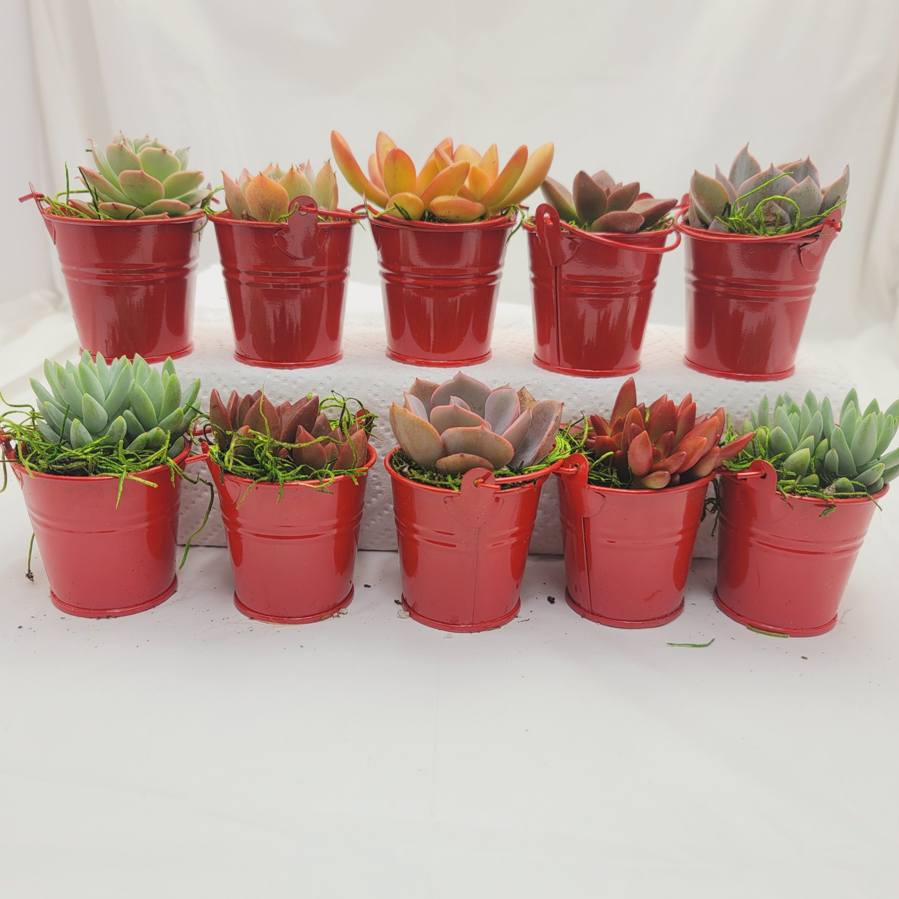 Assorted Succulents in 2
