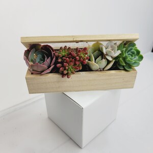 DIY Modern Style Box Includes 4 Assorted Succulents