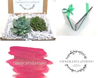 2 Succulent Gift Box - Congratulations; Congrats Gift Box, Celebration Gifts