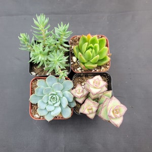 2&quot;- 4 Pack - Assorted Succulents - For Weddings, Party Favors, Bridal Showers, Baby Showers, Arrangements