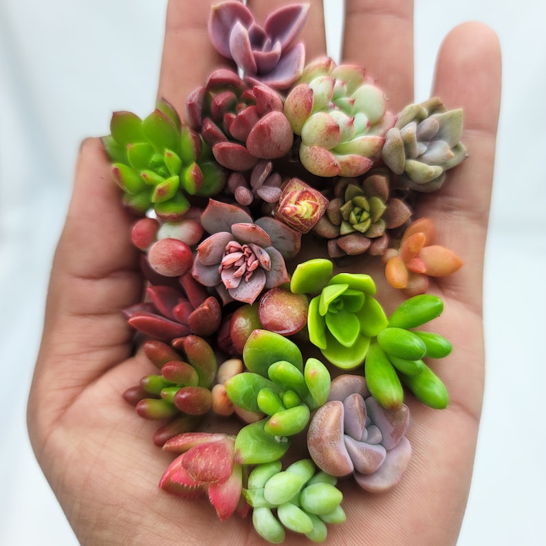 Succulent cuttings for fairy gardens