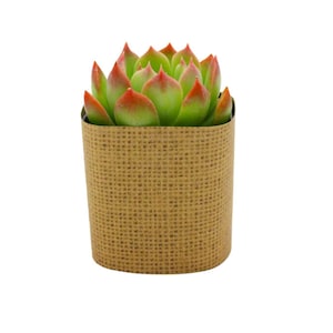 May include: A small succulent plant with red and green leaves in a brown burlap pot.