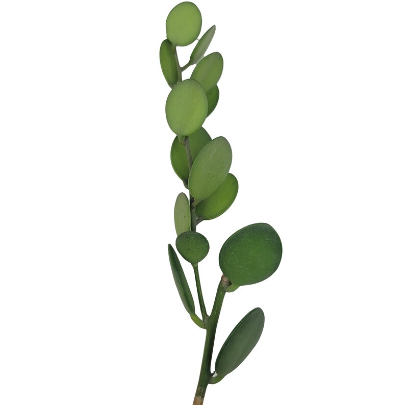 GiftsAndWishies Dollar Vine