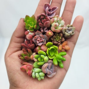 DIY Mini Fairy Garden Succulent Cuttings