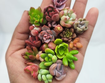 DIY Mini Fairy Garden Succulent Cuttings