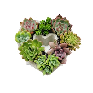 Heart Shaped Includes 6 Assorted Succulents And 2 Fillings DIY Kit