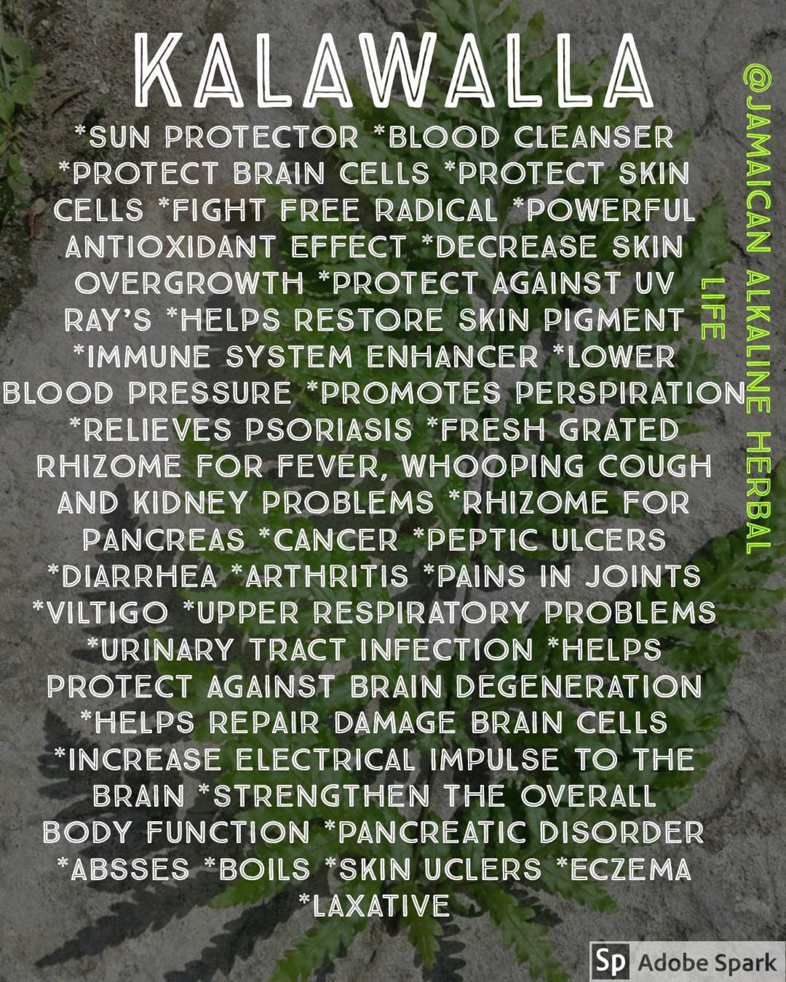 Jamaican Wildcraft Kalawalla herb 2 oz wildcraft powder Etsy