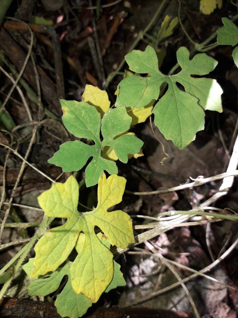 Jamaican Wildcraft Bitter melon plant Cerasee 2 oz Etsy