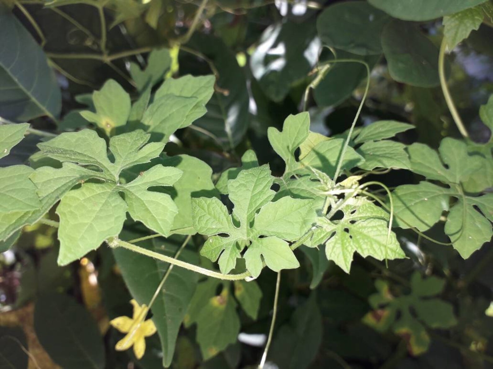 Jamaican Wildcraft Bitter Melon Plant cerasee 2 Oz Etsy