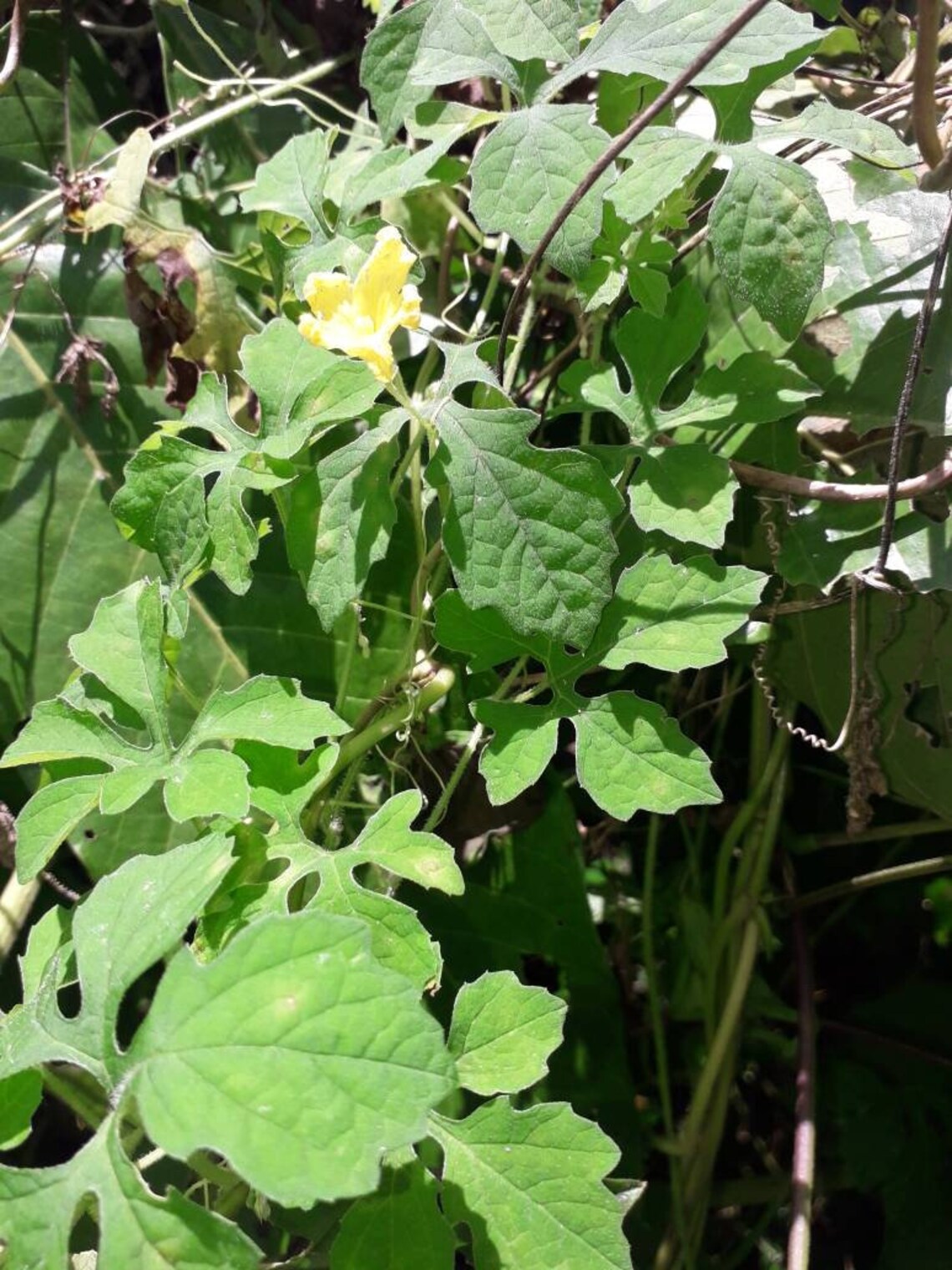 Jamaican Wildcraft Bitter Melon Plant cerasee 2 Oz Etsy