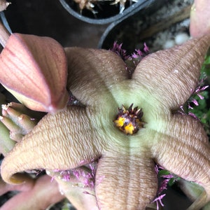 May include: Close-up of a starfish-shaped flower with a star-like pattern. The flower has a light brown color with a green center and a yellow and brown center. The flower is surrounded by other plant parts.