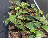 Hoya Macrophylla Albomarginata Outer Variegated RARE Beautiful Indoor Plants rooted clippings