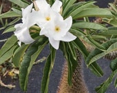 Pachypodium Geayi Madagascar Palm