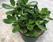 Crassula Ovata quot Jade quot quot Baby Jade quot succulent