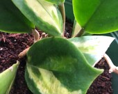 HOYA INCRASSATA quot Moon Shadow quot stunning variegation exquisite bloom clusters Rare
