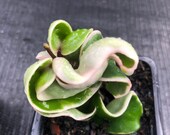 Hoya Compacta Variegated Albomarginata RARE Rooted Clippings Indoor House Plant