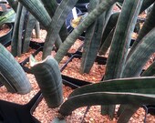 Sansevieria Halli Pink Bat uncommon Snake plant House Plants rooted plants