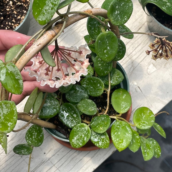 Hoya Mathilde - Etsy