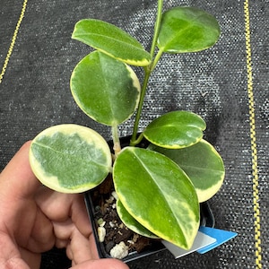 Fuzzy Leaf Plant - Etsy