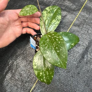 Hoya Thien Phuć Silver Splash, shipped in 3” pots, exact plants