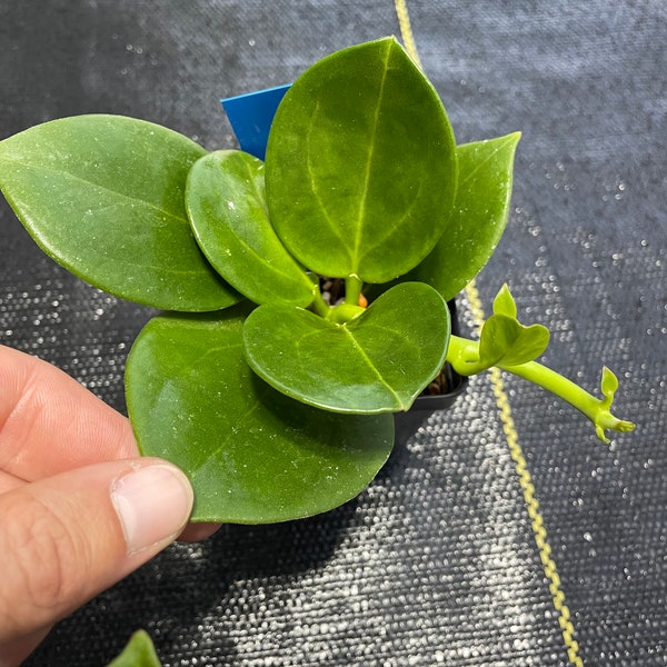 Hoya Pachyclada/ Red Corona/Uncommon / Beautiful green leaves/ shipped in 3” pots/ exact plants/ flowers easily/ cool growth pattern