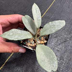 Hoya Wilbur Graves FULL Silver, hojas plateadas estables, planta exacta enviada en maceta de 7,6 cm.