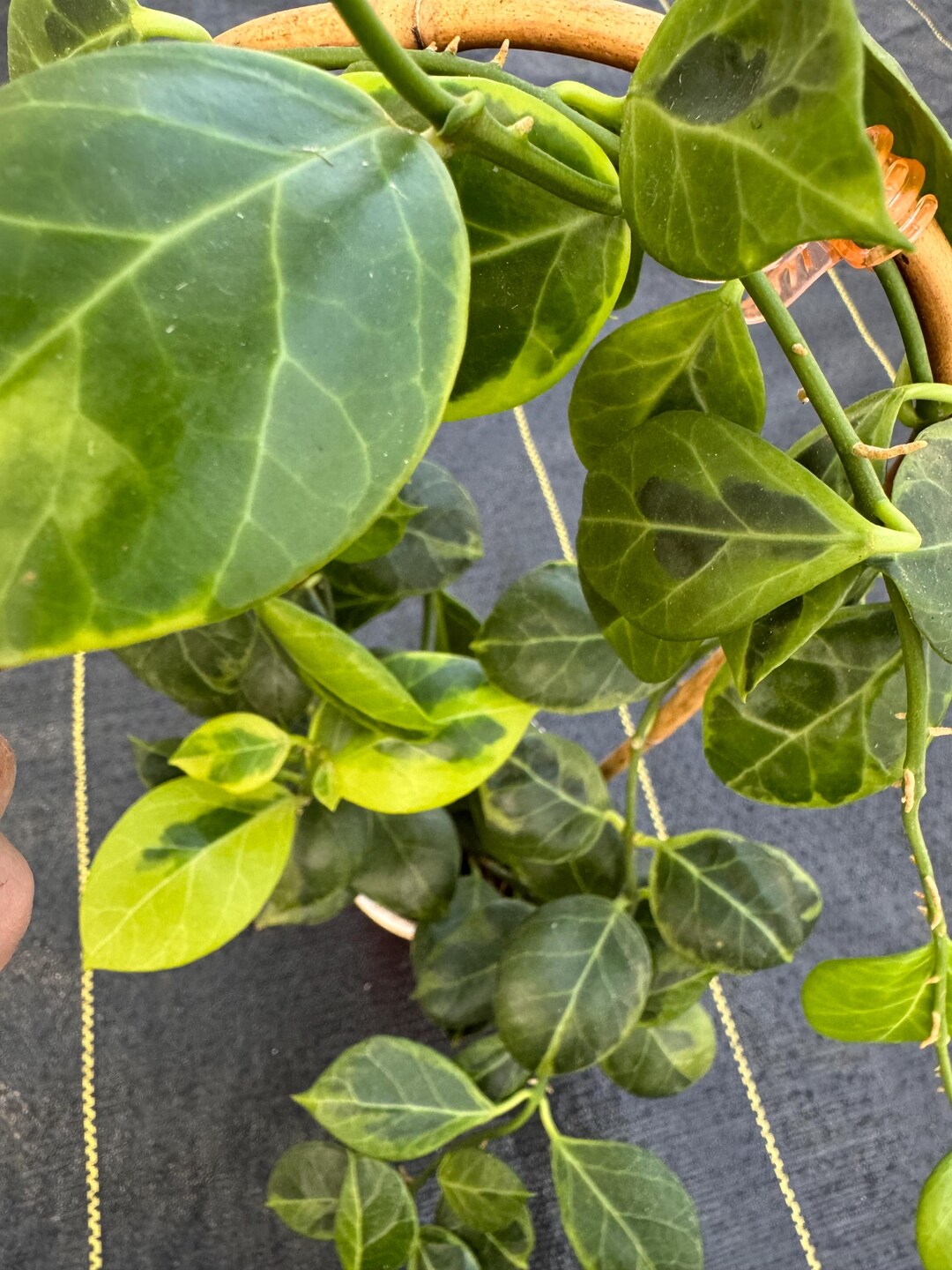 Hoya Obscura Albomarginata, Live Rooted Plants Shipped in 3” Pots