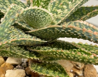 Aloe Bright Ember / bluish green skin / pink margins / unique/ 4” pot / nice size plant / exact plant/ hardly offered