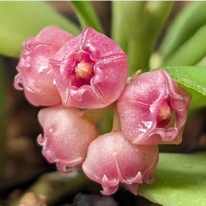 Hoya Heuschkeliana Pink Flower Plant, Rooted in 3" Pot - small coin shape leaves