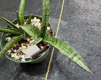 Sansevieria “manny Pacquiao”/ RARE / Unique / Chubby DARK Leaves
