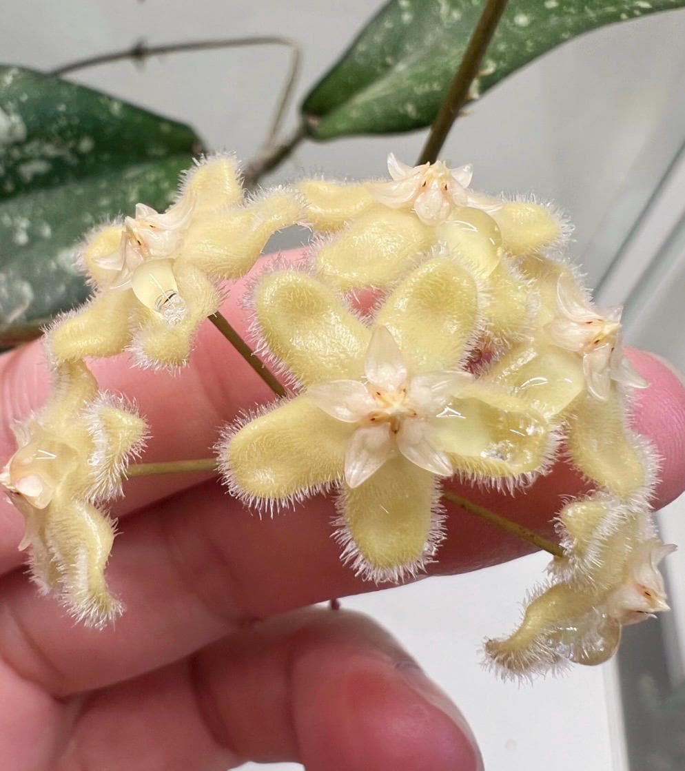 Hoya Erythrina Splash, Live Plant, Rare Splashy Form, Rooted and