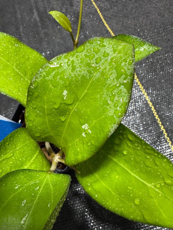 Hoya KSB 01 / New Hoya Species/ RARE / Black Margins