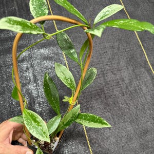 Hoya AH-074 Silver/ exact plant/ Shipped in 3” pots/ flowering size on trellis/ collectors hoya/ silver splash leaves/ live rooted plants/