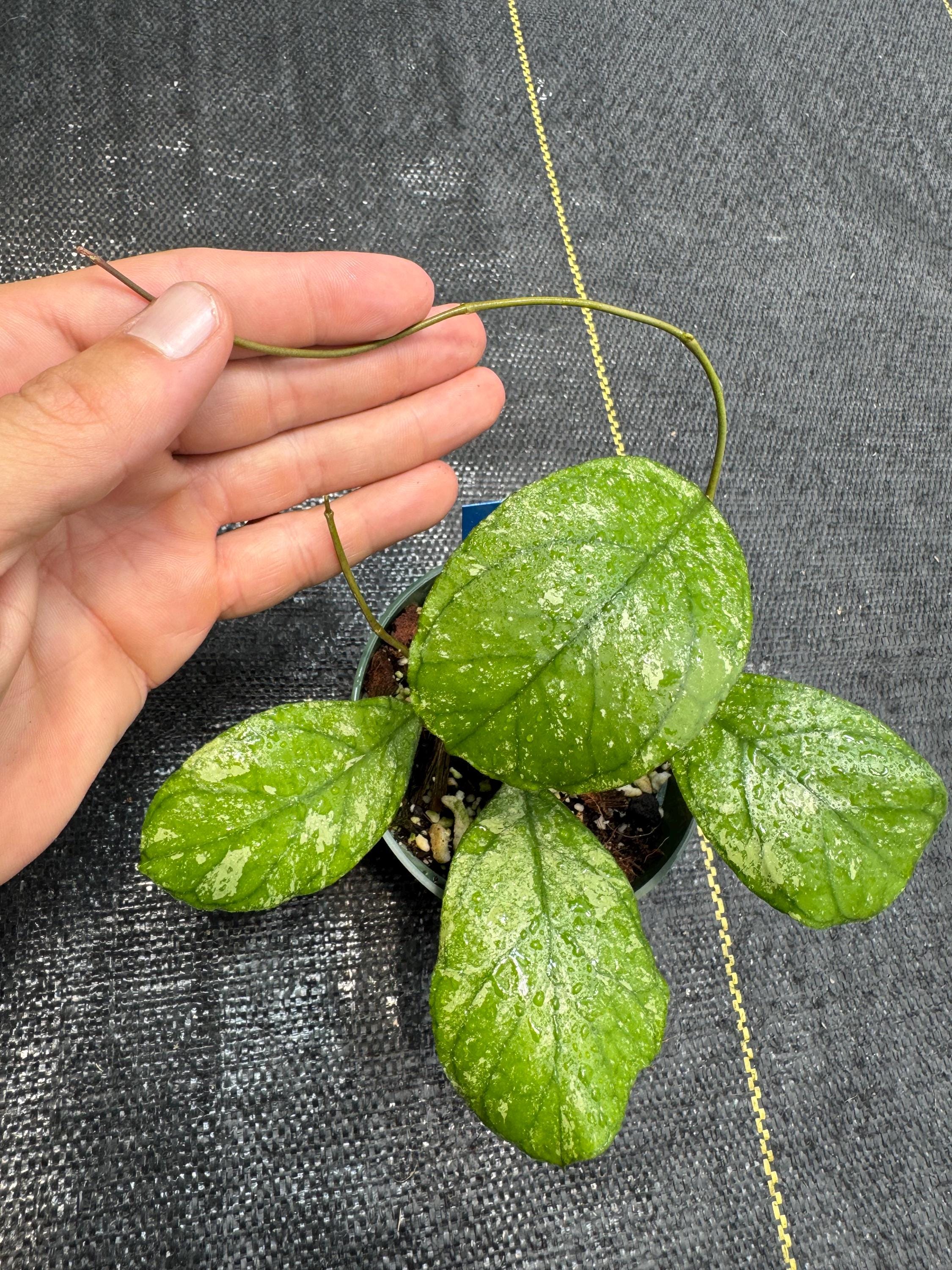 Hoya AH0001 / RARE / Big Splashy Leaves / Shipped in 4” Pots