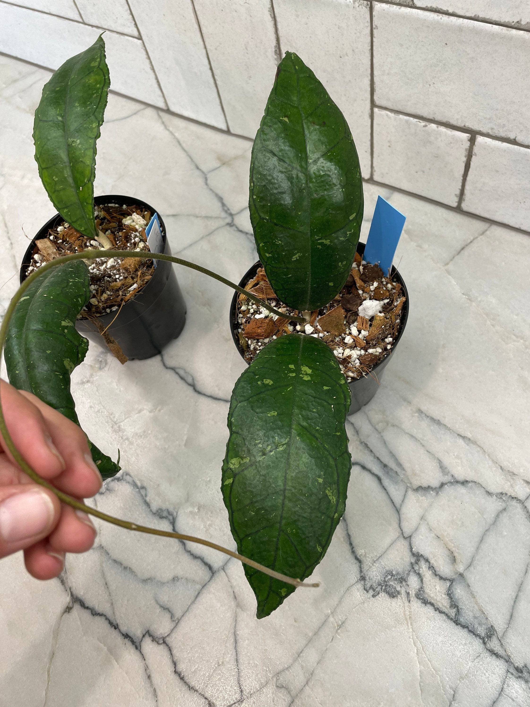 Hoya sp. Perak/ Hoya Peninsularis/ large splashy leaves/ thick Etsy 日本