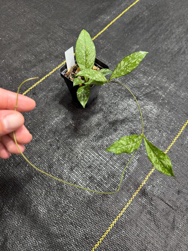 Hoya Crassipetiolata - Thumbnail 4