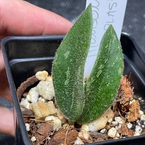 Hoya Thomsonii Splash/ pink flowers/ uncommon / Hairy Splashy 