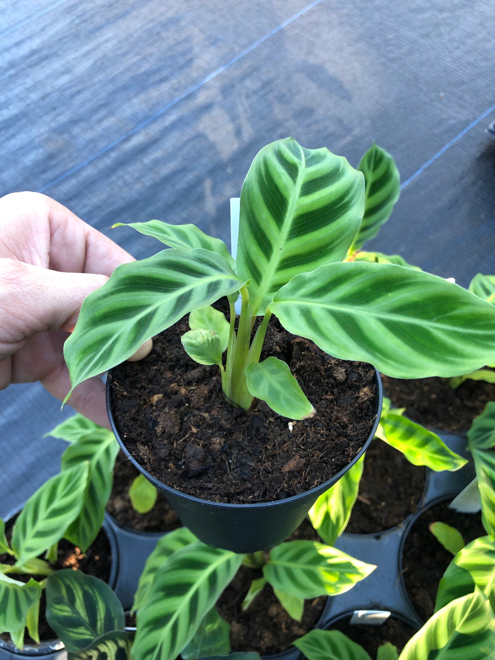 Calathea Zebrina / Zebra plant / House plants / low light
