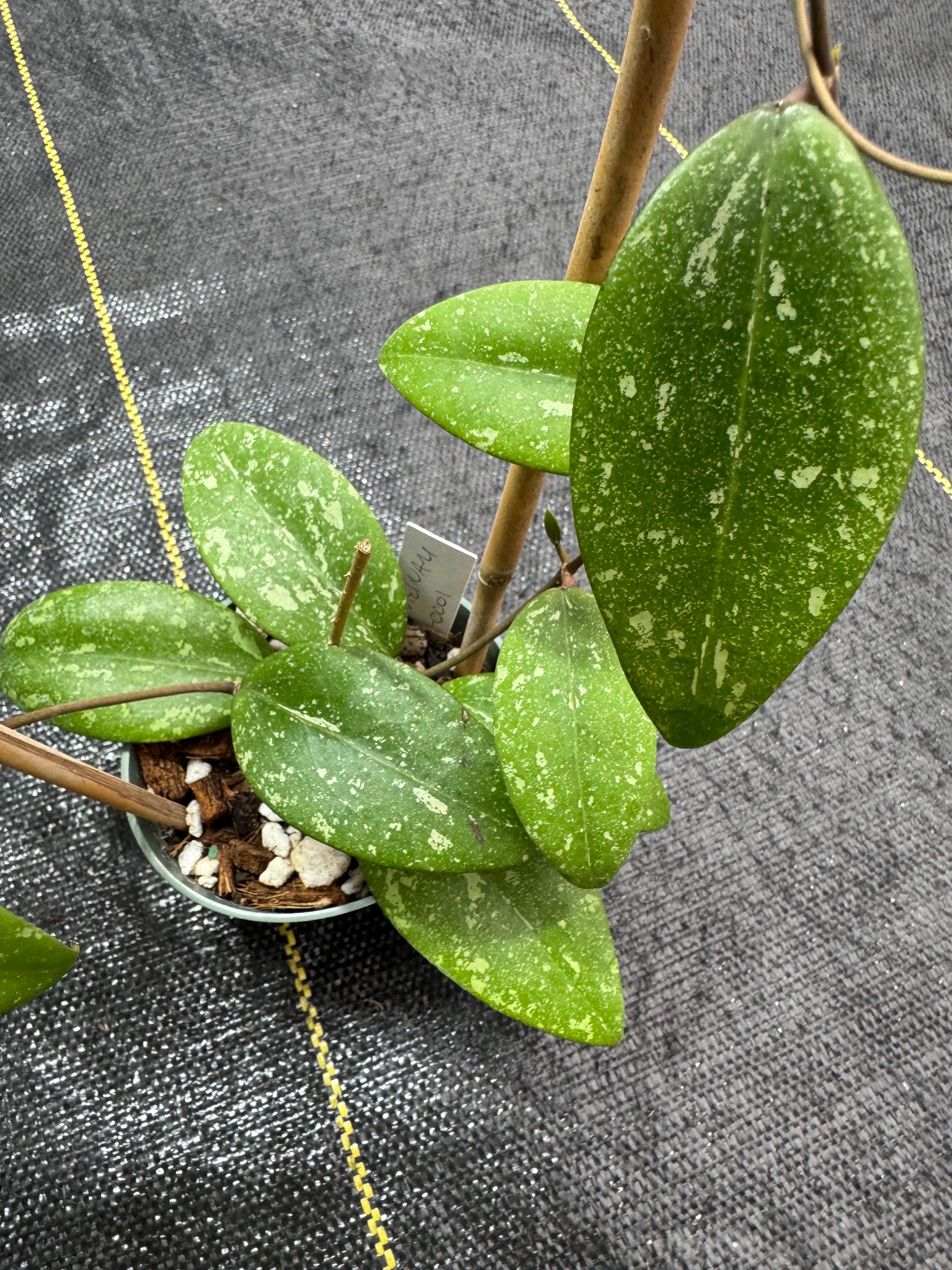 Hoya AH 001 Sp. Vietnam/ Rare Hoya/ Shipped in 4” Pot ON Trellis