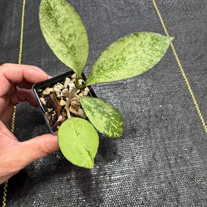 May include: A white ceramic mug with a black handle and the text "But First, Coffee" in a bold, black font. The mug is set against a neutral background, highlighting its simple design.
