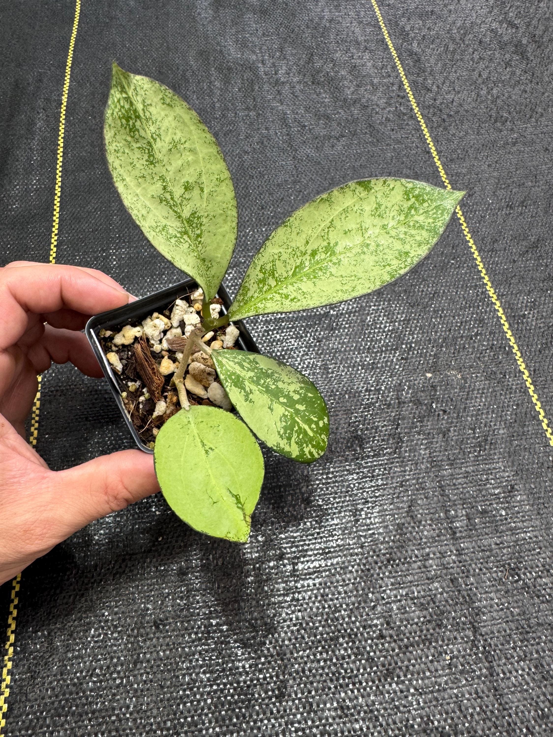 Hoya Icensis 023 - Etsy