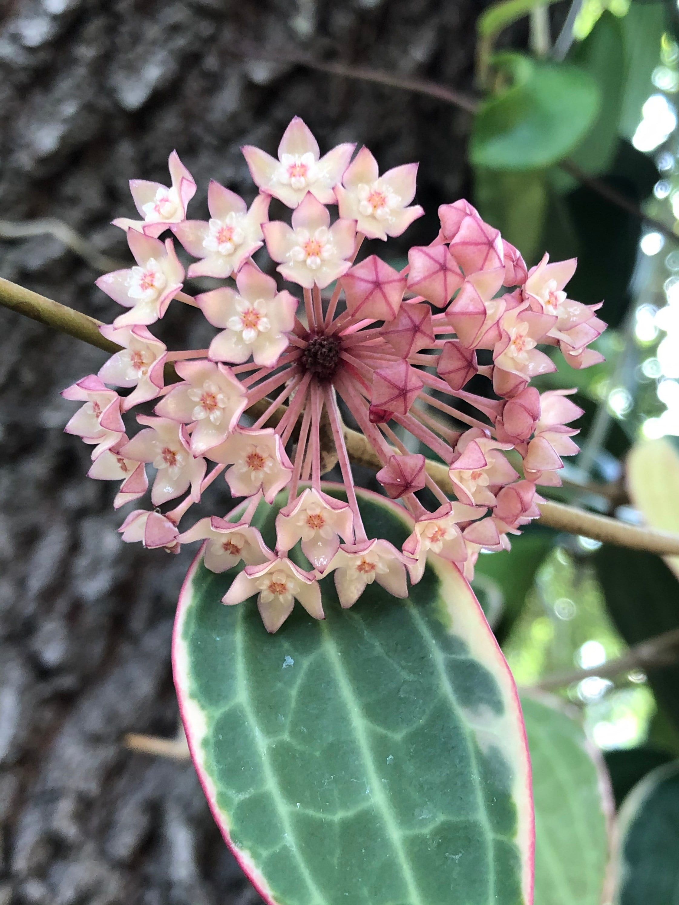 Hoya Macrophylla Albomarginata / Outer Variegated/ Shipped in 4