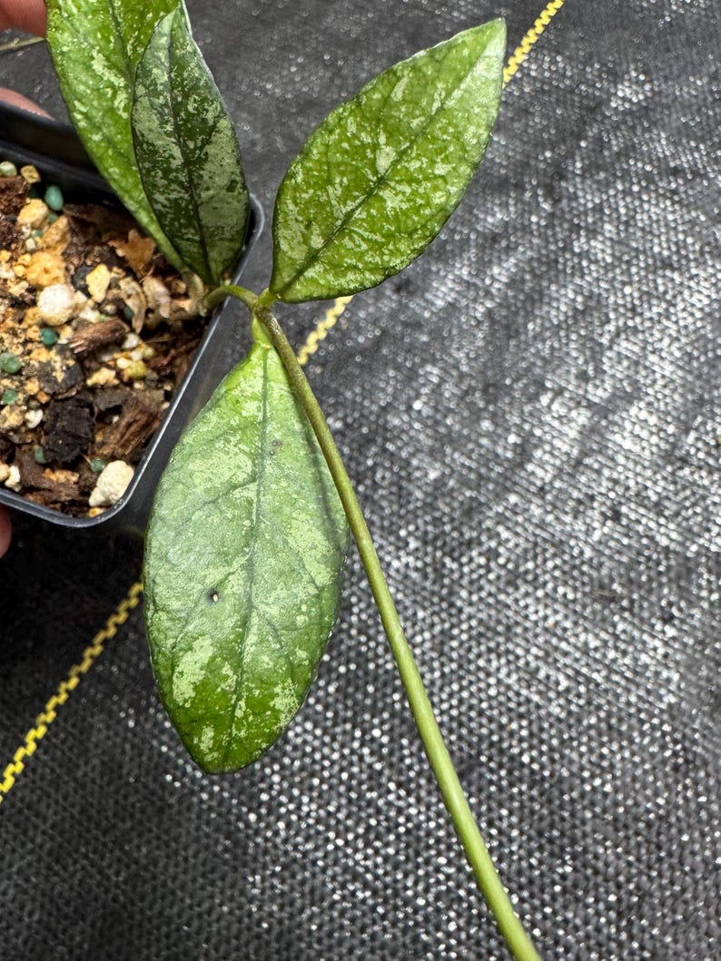 Hoya Crassipetiolata - Thumbnail 3