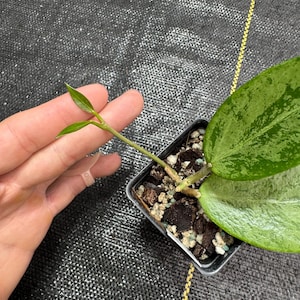 Hoya Rime Silver Splash/ collectors/ exact plant/ RARE/ shipped in 3” pot/ fast easy growing/ big leaf hoya/ live rooted plant