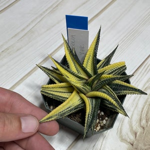 Haworthia Limifolia Variegated / green and yellow leaves / sun / 3” pots / clumping succulent/ easy to grow/ pink in more sun / RARE