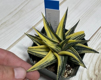 Haworthia Limifolia Variegated / green and yellow leaves / sun / 3” pots / clumping succulent/ easy to grow/ pink in more sun / RARE
