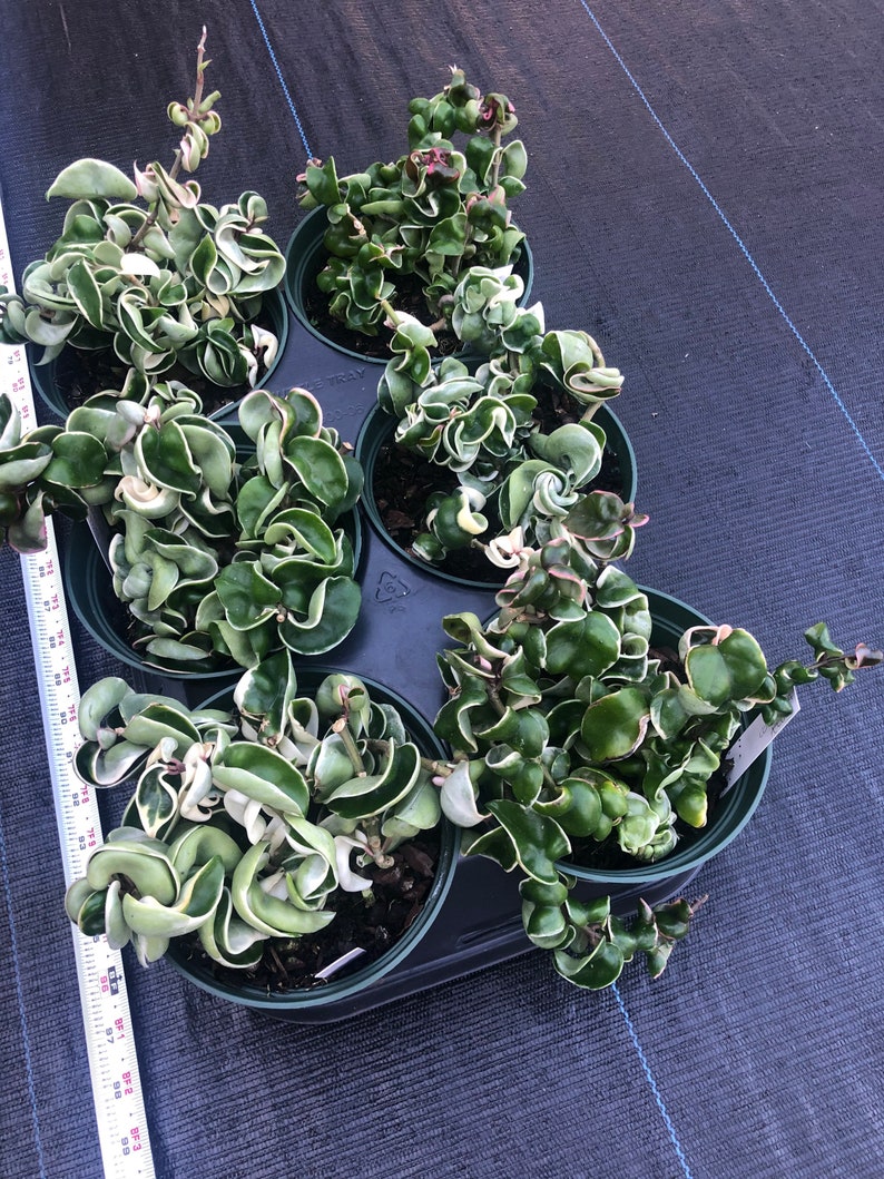 Hoya Compacta Variegated Variegated Hindu Rope ...